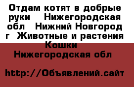 Отдам котят в добрые руки! - Нижегородская обл., Нижний Новгород г. Животные и растения » Кошки   . Нижегородская обл.